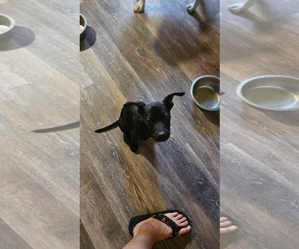 Medium Photo #2 Mutt Puppy For Sale in Fort Collins, CO, USA