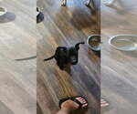 Small #1 Mutt
