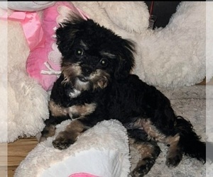 ShihPoo Puppy for sale in PLYMOUTH, MI, USA