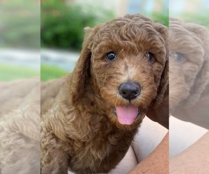 Goldendoodle Puppy for sale in ROCKLEDGE, FL, USA