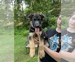 Puppy Skittles German Shepherd Dog