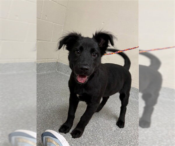Medium Photo #1 Mutt Puppy For Sale in Pasadena, TX, USA
