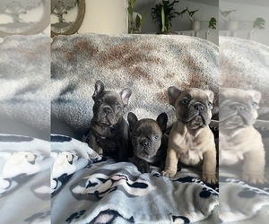 French Bulldog Puppy for sale in COVINGTON, KY, USA