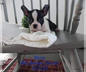 Boston Terrier Puppy for Sale in TOPEKA, Indiana USA