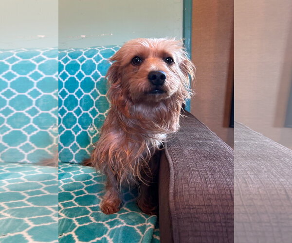 Medium Photo #9 Mutt Puppy For Sale in Pacolet, SC, USA