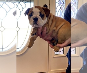 English Bulldog Puppy for sale in SCOTTSBORO, AL, USA