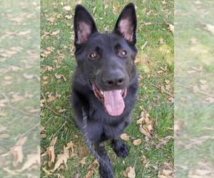 German Shepherd Dog Dogs for adoption in Woodland, CA, USA
