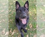 Small German Shepherd Dog