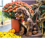 Small Photo #8 Cocker Spaniel Puppy For Sale in WAKARUSA, IN, USA