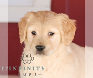 Golden Retriever Puppy for sale in MANHEIM, PA, USA