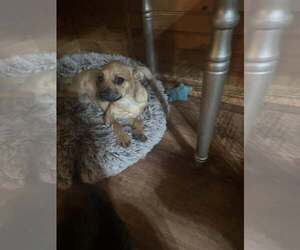 Unknown-Wheaten Terrier Mix Dogs for adoption in Jackson Township, NJ, USA