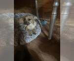Small Wheaten Terrier Mix