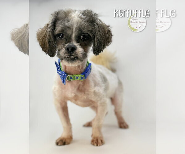 Medium Photo #3 Lhasa Apso Puppy For Sale in Benton, LA, USA