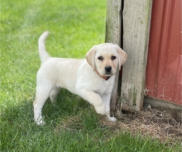 Medium Photo #1 Labrador Retriever Puppy For Sale in Tekonsha, MI, USA