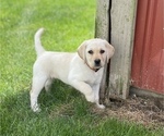 Small Photo #1 Labrador Retriever Puppy For Sale in Tekonsha, MI, USA