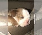 Small Photo #3 English Bulldog Puppy For Sale in FORT WORTH, TX, USA
