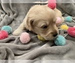 Small Photo #7 Golden Retriever Puppy For Sale in RICHMOND, TX, USA
