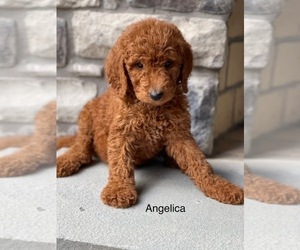 Goldendoodle Puppy for Sale in WAKE FOREST, North Carolina USA