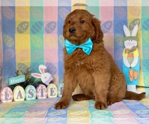 Goldendoodle Puppy for sale in LANCASTER, PA, USA