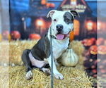 Small #1 American Pit Bull Terrier