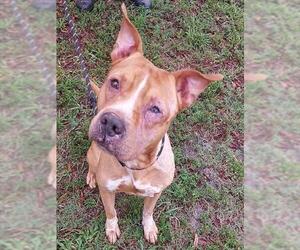 American Staffordshire Terrier Dogs for adoption in Fort Lauderdale, FL, USA