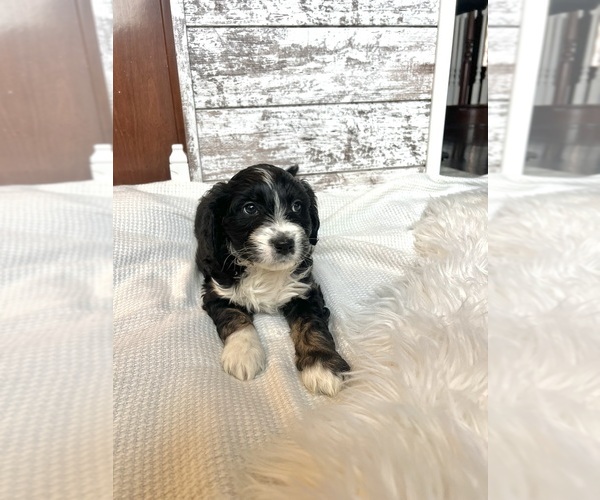 Medium Photo #2 Aussiedoodle Puppy For Sale in FREMONT, MI, USA