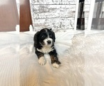 Small Photo #8 Aussiedoodle Puppy For Sale in FREMONT, MI, USA
