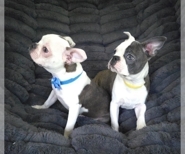 Medium Photo #6 Boston Terrier Puppy For Sale in MINERAL WELLS, WV, USA