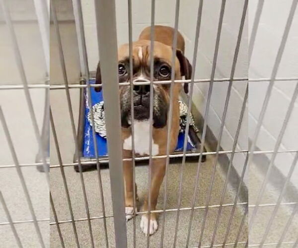 Medium Photo #5 Boxer Puppy For Sale in Dumont, NJ, USA