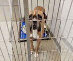 Small #4 Boxer
