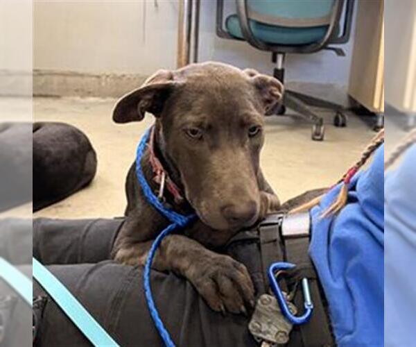 Medium Photo #1 Mutt Puppy For Sale in Camarillo, CA, USA