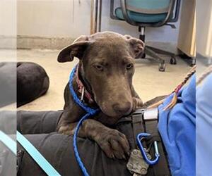 Mutt Dogs for adoption in Camarillo, CA, USA