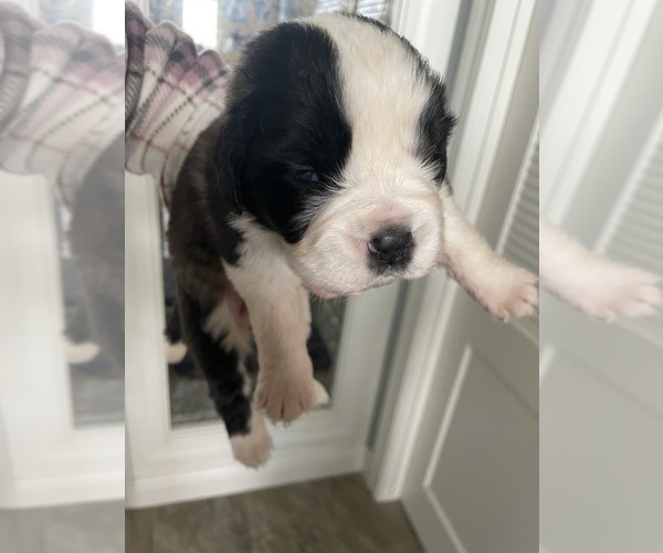 Medium Photo #4 Saint Bernard Puppy For Sale in MODESTO, CA, USA