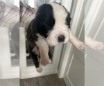 Small #3 Saint Bernard