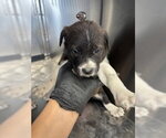 Small #1 Mutt