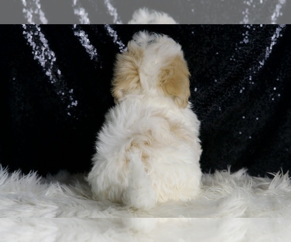 Medium Photo #6 Maltipoo Puppy For Sale in WARSAW, IN, USA