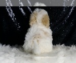 Small #5 Maltipoo
