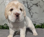 Small #2 Cocker-Pei