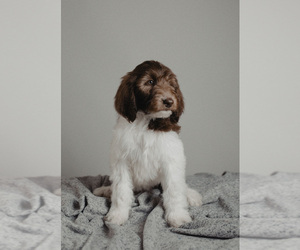 Labradoodle Puppy for sale in YORKTOWN, IN, USA