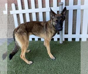 Mutt Dogs for adoption in Modesto, CA, USA