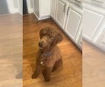 Small Photo #1 Aussiedoodle Puppy For Sale in PASCAGOULA, MS, USA