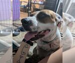 Small #7 Bullboxer Pit