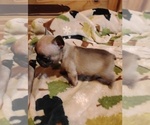 Small #8 French Bulldog