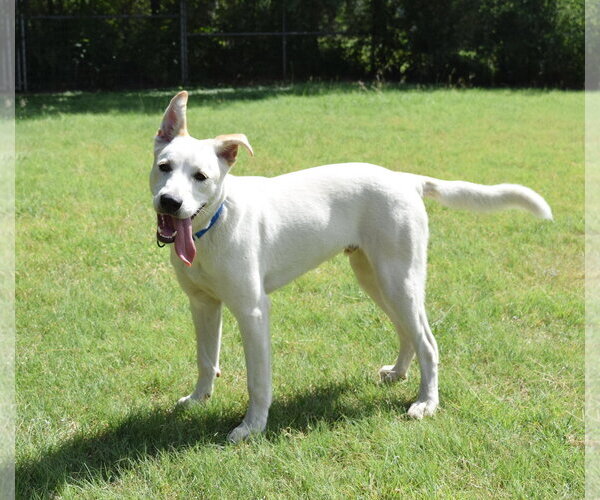 Medium Photo #3 Labrador Retriever-Unknown Mix Puppy For Sale in Rockaway, NJ, USA