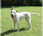 Small #2 Labrador Retriever Mix