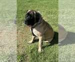 Small Mastiff