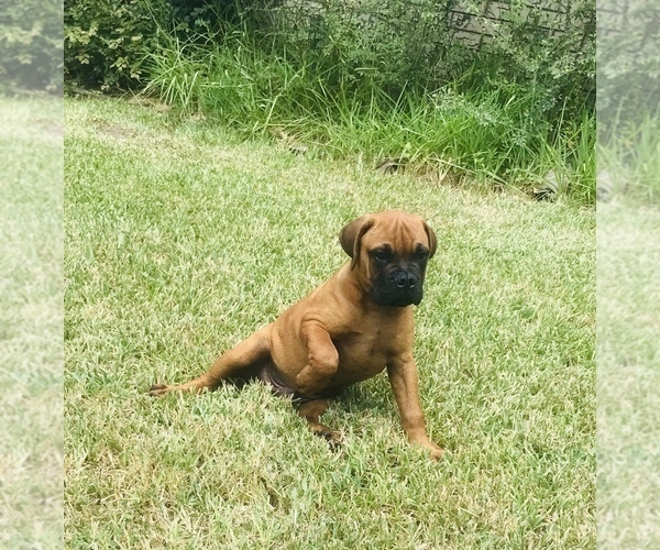 Medium Photo #3 Bullmastiff Puppy For Sale in BELLVILLE, TX, USA