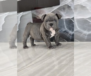 American Bully Puppy for sale in NORTH PORT, FL, USA