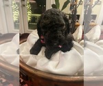 Puppy Maximus  Lime Poodle (Standard)