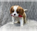 Small Photo #2 Cavalier King Charles Spaniel Puppy For Sale in LAKELAND, FL, USA